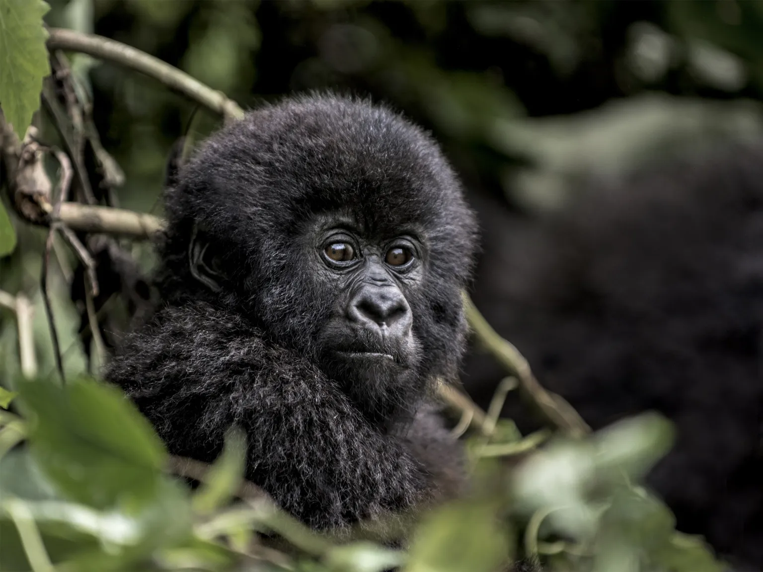 baby-gorilla